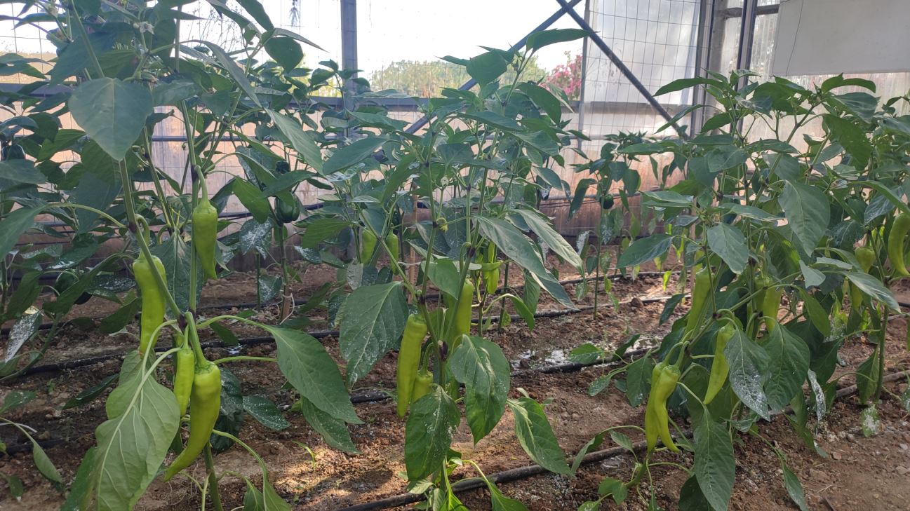 Εργαστήριο Γεωπονίας