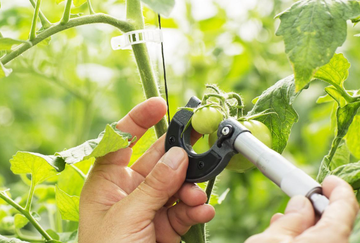 Τομέας Γεωπονίας, Τροφίμων & Περιβάλλοντος