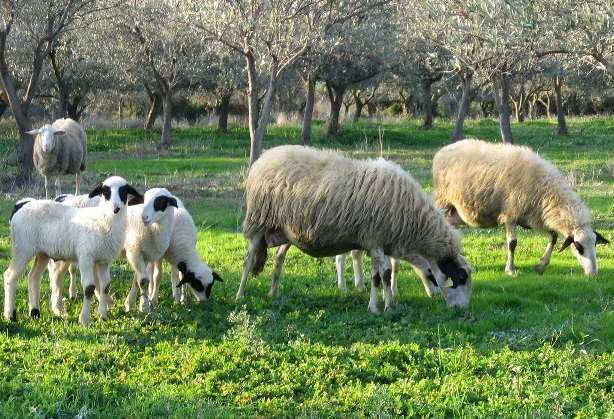 Τεχνικοί Ζωϊκής Παραγωγής